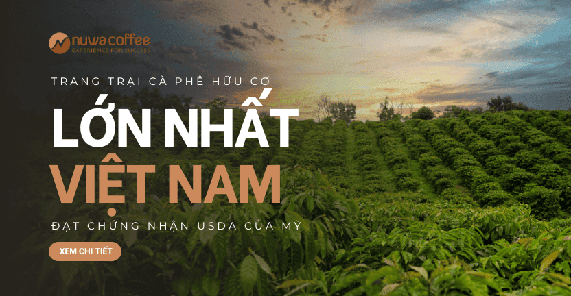 Nuwa Coffee Trang Trai Ca Phe Huu Co Lon Nhat Viet Nam Dat Chung Nhan Usda (2)